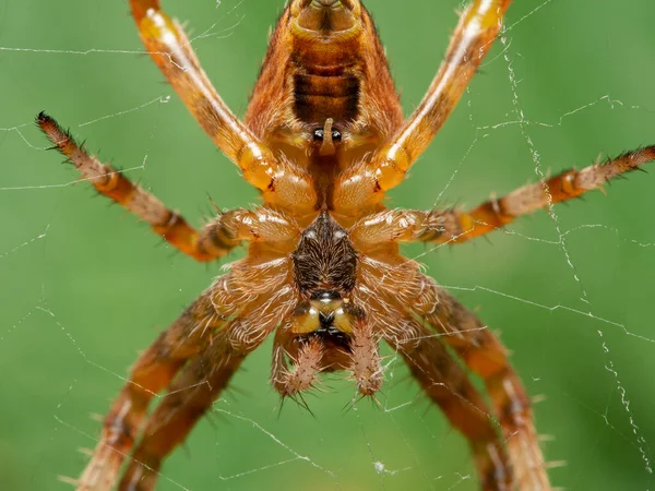 Imagen Cerca Parte Inferior Una Araña Tejedora Orillas Cruzadas Araneus — Foto de Stock