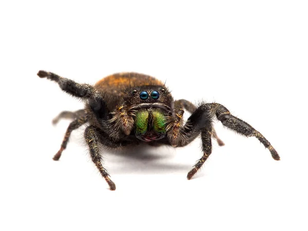 Colorida Araña Saltadora Espalda Roja Femenina Phiddipus Johnsoni Frente Cámara — Foto de Stock