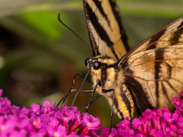 close-up of a western tiger swallowtail, butterfly, (Papilio rutulus) using its long proboscis to drink nectar from the flower of a butterfly bush (Buddleia davidii)