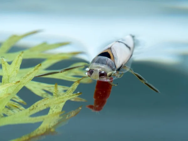 Aquatic Grousewinged Backswimmer Notonecta Undulata Resting Partially Submerged Water Surface — Fotografia de Stock