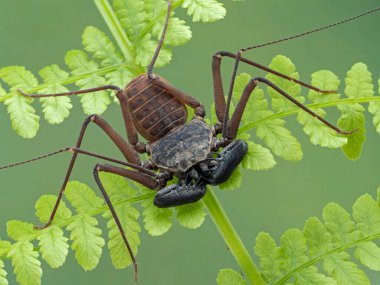 Uzun bacaklı kuyruksuz kırbaç akrep, eğrelti otu yapraklı Phrynus barbadensis
