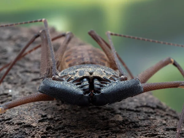 Zbliżenie Skorpiona Bez Ogona Phrynus Barbadensis Krze Skierowanej Aparatowi Pokazującej — Zdjęcie stockowe