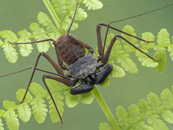 Uzun bacaklı kuyruksuz kırbaç akrep, eğrelti otu yapraklı Phrynus barbadensis