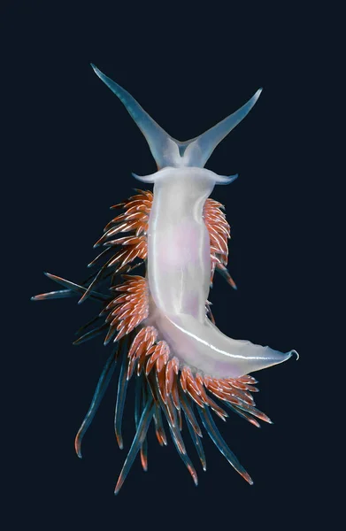 Ventral View Colorful Marine Opalescent Sea Slug Hermissenda Crassicornis Crawling — Stok fotoğraf