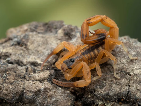 Widok Maleńkiego Brazylijskiego Skorpiona Młodocianego Tityus Stigmurus Kawałek Kory Skorpiony — Zdjęcie stockowe