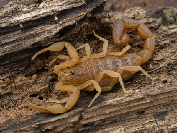 Indian red scorpion (Hottentotta tamulus) on bark, a highly venomous species from India, Pakistan, Nepal and Sri Lanka