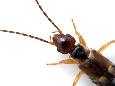 Kafaya yakın çekim ve kadın antenleri yaygın veya Avrupa kulaklığı, Forficula auricularia, beyaz üzerinde izole