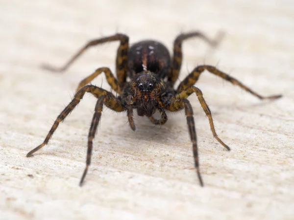 Female Wolf Spider Genus Pardosa Cleaning Its Pedipalp While Facing — Photo