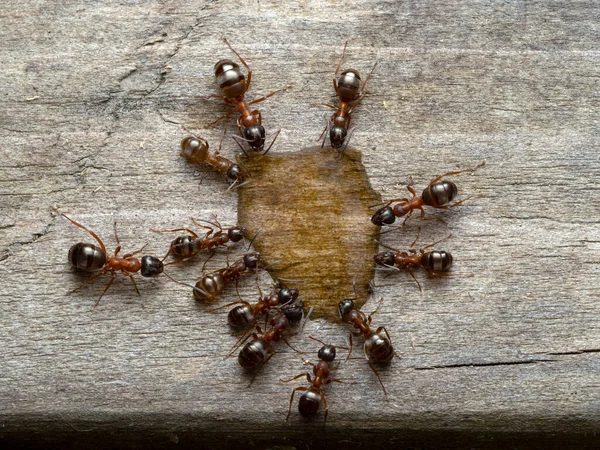 一群不同大小的木蚁 金丝雀 栖息在木头上 喝着一滴蜂蜜 从上面 — 图库照片