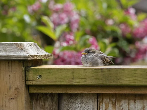 幼小的家养麻雀 Passer Domesticus 栖息在栅栏板上 等待父母带着食物回来 — 图库照片