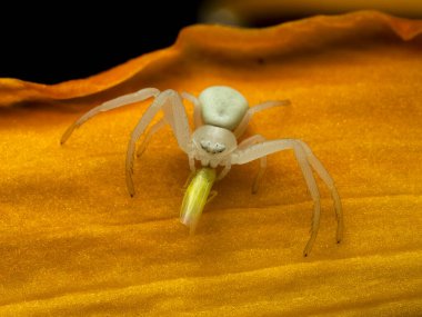 P7110060 goldenrod crab spider (Misumena vatia) feeding on a tiny leafhopper insect cECP 2022