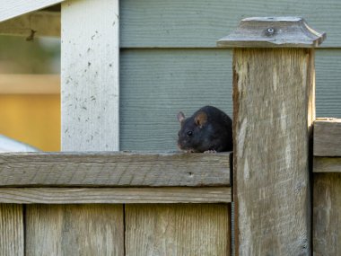 black rat (Rattus rattus) lurking on top of a wooden fence watching the camera