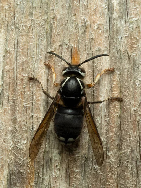 Dorsal View Bald Faced Hornet Dolichovespula Maculata Chewing Wood Old —  Fotos de Stock