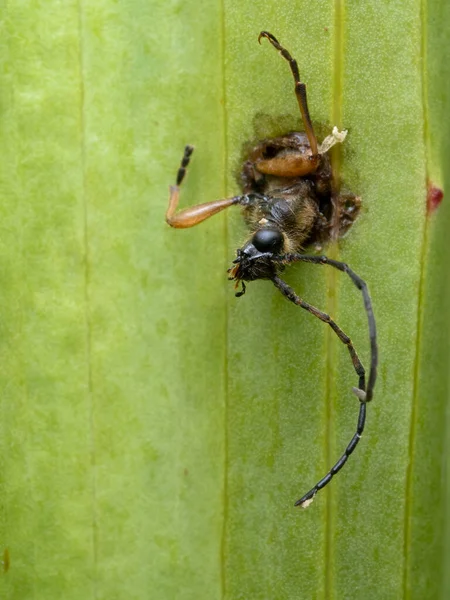 Longhorn Flower Beetle Xestoleptura Crassipes Died While Chewing Itself Free — 图库照片