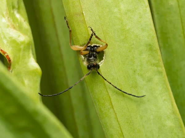 Longhorn Bloemenkever Xestoleptura Crassipes Kauwt Zichzelf Uit Een Gele Kruik — Stockfoto