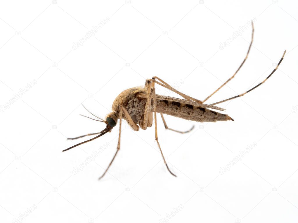 Side view of a female coastal mosquito, Aedes dorsalis, isolated on white. Ladner, Delta, British Columbia, Canada