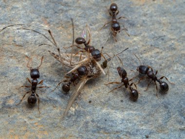 tiny pavement ants (Tetramorium immigrans) dismembering a mosquito (Aedes species) clipart