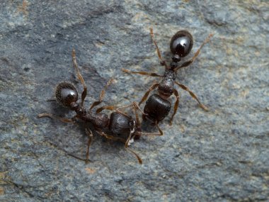 two tiny pavement ants (Tetramorium immigrans) greeting each other, on stone