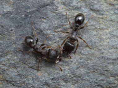 two tiny pavement ants (Tetramorium immigrans) greeting each other, on stone clipart