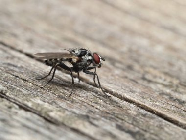 side view of an unusual black and white spotted Anthomyiid fly (Anthomyia procellaris) on a wooden railing. 