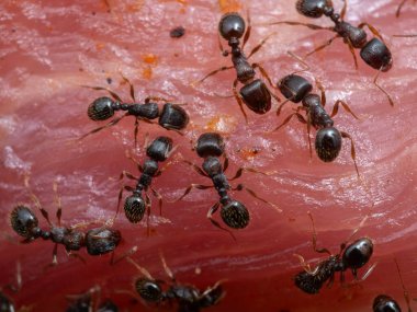 Close-up of tiny pavement ants (Tetramorium immigrans) feeding on a piece of meat