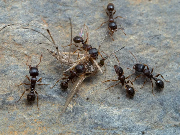 Tiny Pavement Ants Tetramorium Immigrans Dismembering Mosquito Aedes Species Fotos De Stock Sin Royalties Gratis