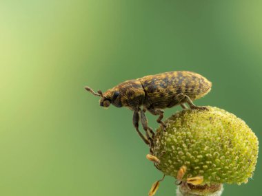Şirin, şişman buğday biti (Rhinocyllus conicus) boş bir çiçeğin üzerinde dinleniyor. Bu böcek türü Avrasya ve Kuzey Afrika 'ya özgüdür ancak biyolojik böcek kontrolü için Kuzey Amerika' ya tanıtılmıştır.