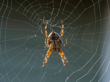 Dişi bir Avrupa bahçe örümceği ya da çapraz örümceği Araneus diadematus 'un altında, ağının ortasında pusuya yatar. Güneşe kapılmış