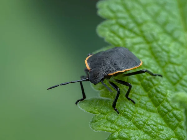 Een Onvolwassen Kever Chlorochroa Ligata Een Groen Blad Naar Camera — Stockfoto