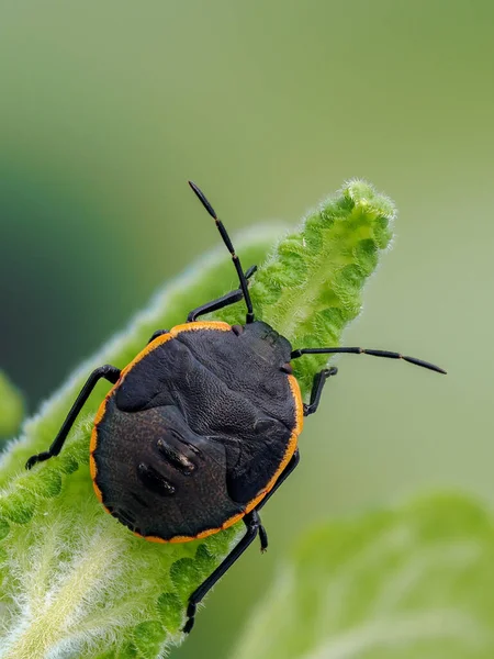 Widok Grzbietowy Niedojrzały Conchuela Bug Chlorochroa Ligata Pokazując Jego Uderzające — Zdjęcie stockowe