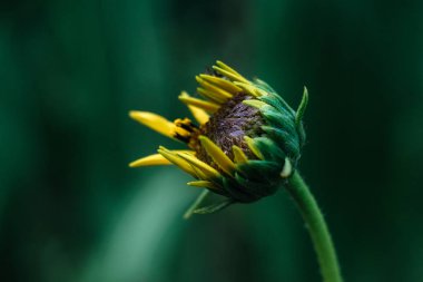 Sonbahardan önceki son çiçekler, yüksek kökler, sarı tomurcuklar. Buketlerde parlak bir aksan, tatillerde hediyeler olabilir..