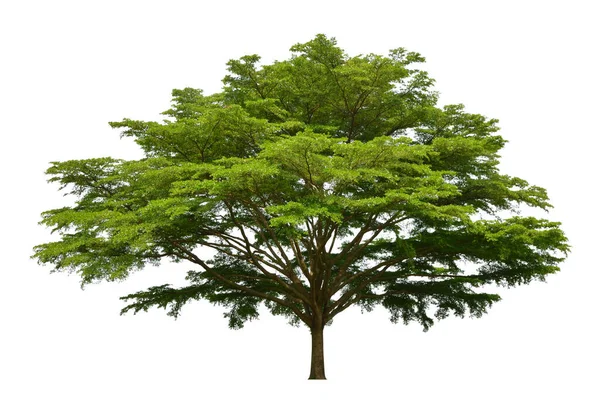 Stor Grön Träd Isolerad Vit Bakgrund — Stockfoto