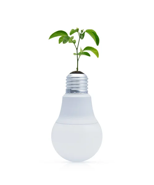 白い背景の電球で土の上に新鮮な緑の木の葉 緑の生態系と省エネの概念 — ストック写真
