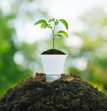 Bulanık orman, yeşil ekoloji ve enerji tasarrufu kavramının üzerinde ampul bulunan toprakta taze yeşil ağaç yaprakları.