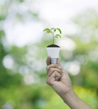 Bulanık orman, yeşil ekoloji ve enerji tasarrufu kavramının üzerinde ampul bulunan toprakta taze yeşil ağaç yapraklarını tutan el.