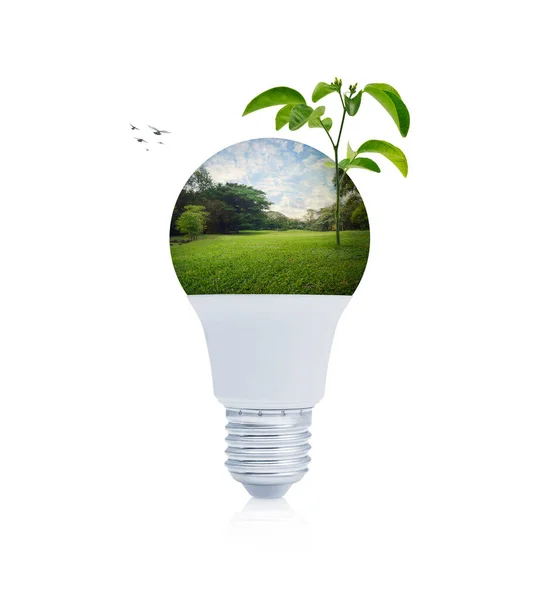 緑の芝生の上に新緑の木の葉と白い背景に電球を主導公園の木 生態系の省電力とエネルギーの概念 — ストック写真