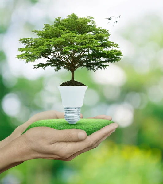 Fresh green tree on soil with light bulb in hands over blur forest with birds, Green ecology and saving energy concept