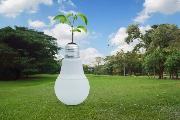 Fresh green tree leaves on soil with light bulb on grass field in park, Green ecology and saving energy concept