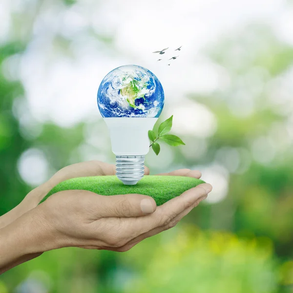 Earth globe inside led light bulb with fresh green tree leaves on grass in hands over blur forest with birds, Green ecology and saving energy concept