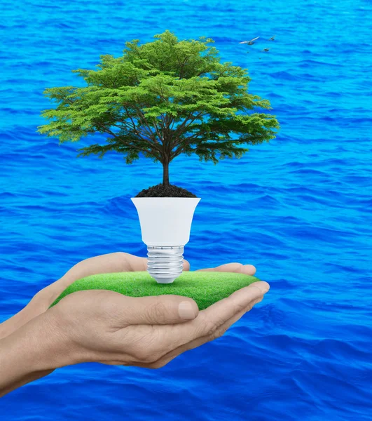 Fresh Green Tree Leaves Soil Light Bulb Grass Hands Blue — Stock Photo, Image