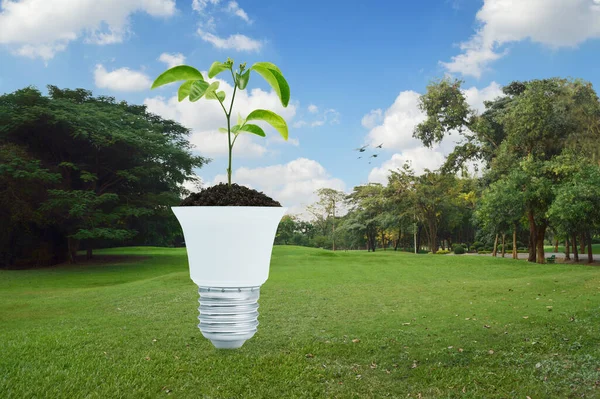 Fresh green tree leaves on soil with light bulb on green grass field and trees in park, Green ecology and saving energy concept