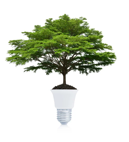 Grande Albero Verde Terreno Con Lampadina Sfondo Bianco Ecologia Verde — Foto Stock