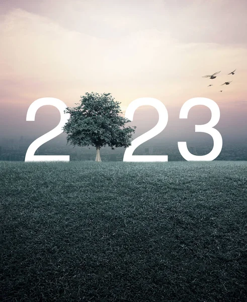 2023 Con Árbol Campo Hierba Verde Sobre Vista Aérea Del — Foto de Stock