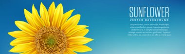 Beautiful yellow Sunflower on blue background - vector