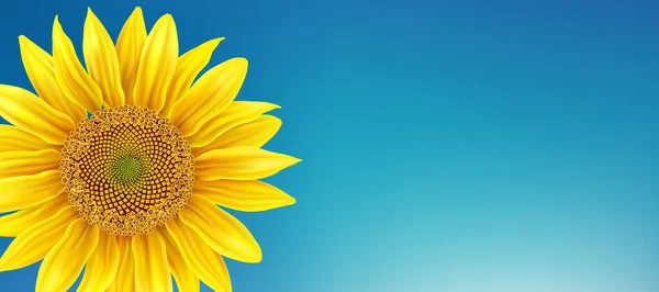 Beautiful Yellow Sunflower Blue Background Vector — Vector de stock