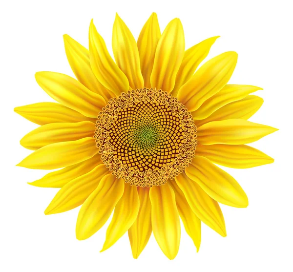 Beautiful Realistic Sunflower Isolated White Background — 图库矢量图片