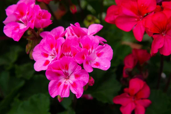 Sardunya küçük soluk pembe çiçekler sabah çiğ damlalarında ya da yağmurdan sonra çiçeklerin arka planında pembe iç karartıcı doğal renkler