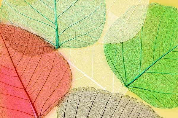 Transparant Gedroogd Peepal Leaves — Stockfoto