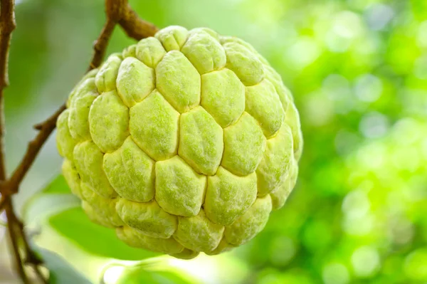 Lezzetli bir elma şekeri.