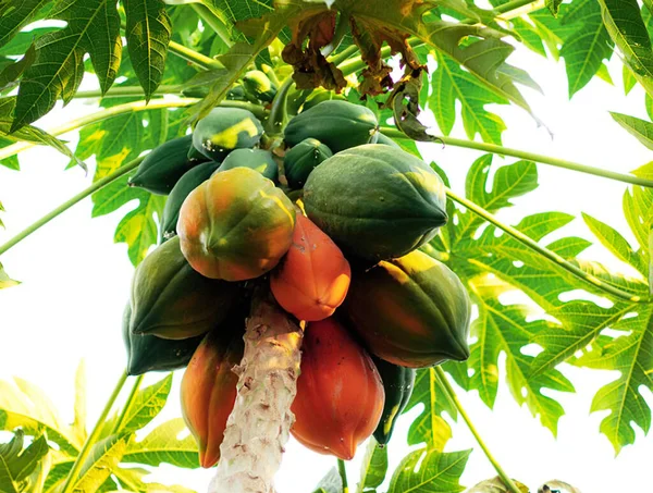 Frutos Mamão Árvore — Fotografia de Stock